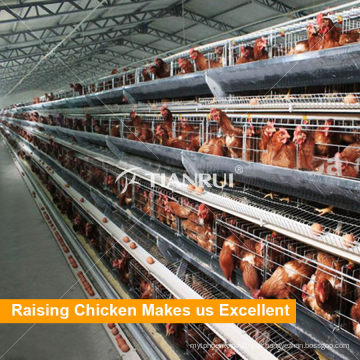 Qingdao A Type Galvanized Automatic Poultry Layer Cage Para Venda